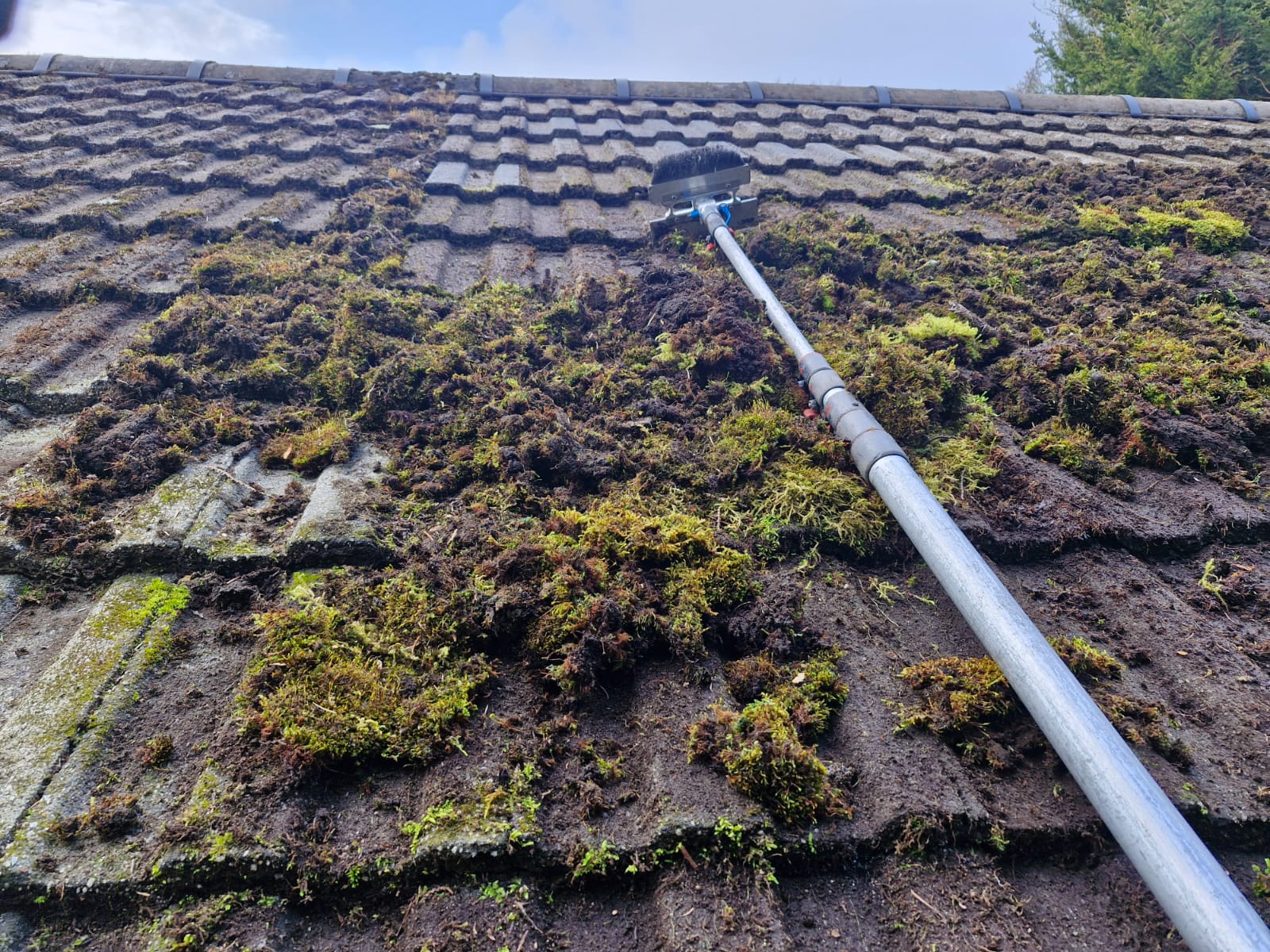 Moss Covered Roof